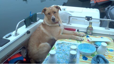 Cabo Waiting for his dinner onboard his old Glasply after a nice day in Gulf Islands BC