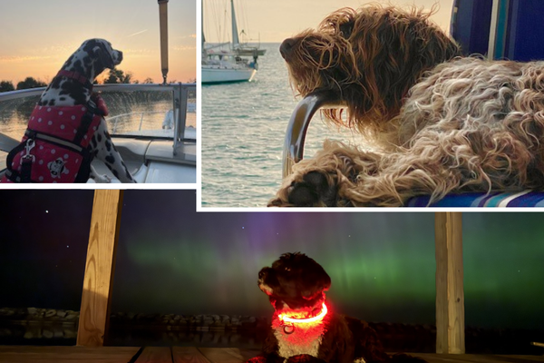 Dogs of BoatTEST