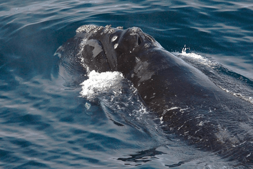 Eastern-North-Pacific-whale