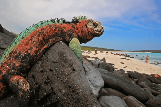 Galapagos-Islands-iguana-8-17-24