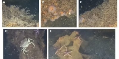 Marine Life Found Thriving on WWII Explosives