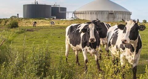 cow-waste-biofuel-1-17-25