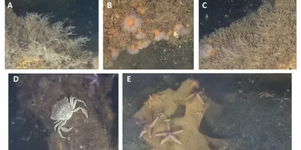 Marine Life Found Thriving on WWII Explosives