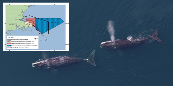 Right Whales speed zones
