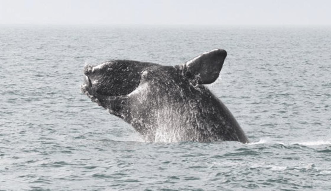 Screen Shot 2024-08-06 at 9.40.02 PM